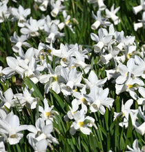 Načíst obrázek do prohlížeče Galerie, Narcis - "Lady Madonna", 5ks