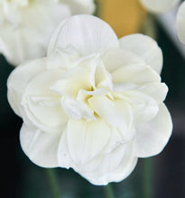 Načíst obrázek do prohlížeče Galerie, Narcis - "Rose of May", 4ks
