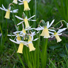 Načíst obrázek do prohlížeče Galerie, Narcis - "Snipe", 5ks