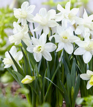 Načíst obrázek do prohlížeče Galerie, Narcis - "Snow Baby (Ice Baby)", 5ks