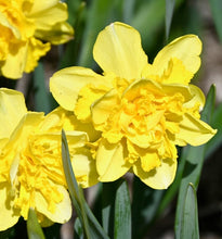Načíst obrázek do prohlížeče Galerie, Narcis - "Spring Paradijs", 5ks