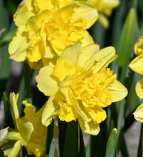 Načíst obrázek do prohlížeče Galerie, Narcis - "Spring Paradijs", 5ks