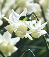 Načíst obrázek do prohlížeče Galerie, Narcis - "Starlight Sensation", 5ks