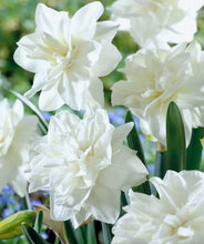 Načíst obrázek do prohlížeče Galerie, Narcis - "White Medal", 4ks