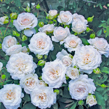 Načíst obrázek do prohlížeče Galerie, Růže - "NISO FUMAGALLI®", sazenice 1ks