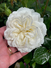 Načíst obrázek do prohlížeče Galerie, Růže - "NISO FUMAGALLI®", sazenice 1ks