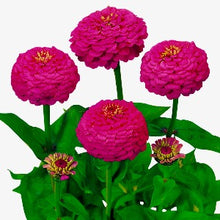 Načíst obrázek do prohlížeče Galerie, Ostálka (Cínie) lepá - "Oklahoma", Carmine