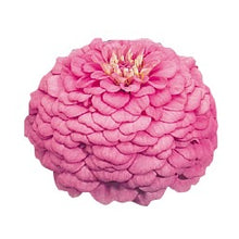 Načíst obrázek do prohlížeče Galerie, Ostálka (Cínie) lepá - "Oklahoma", Pink