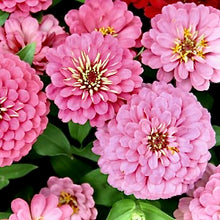 Načíst obrázek do prohlížeče Galerie, Ostálka (Cínie) lepá - "Oklahoma", Pink