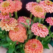 Načíst obrázek do prohlížeče Galerie, Ostálka (Cínie) lepá - "Oklahoma", Salmon