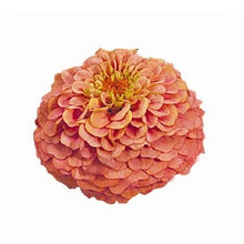 Načíst obrázek do prohlížeče Galerie, Ostálka (Cínie) lepá - "Oklahoma", Salmon