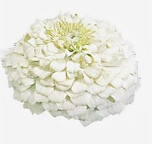 Načíst obrázek do prohlížeče Galerie, Ostálka (Cínie) lepá - "Oklahoma", White