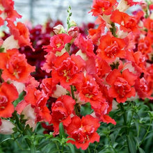 Načíst obrázek do prohlížeče Galerie, Hledík větší - "DoubleShot™, Orange Bicolor