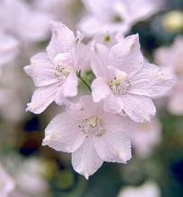 Načíst obrázek do prohlížeče Galerie, Ostrožka grandiflora - "F1, Jenny's Pearl", Pink