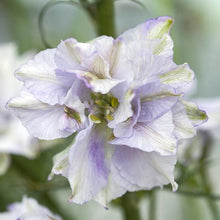 Načíst obrázek do prohlížeče Galerie, Ostrožka stračka - "Smokey Eyes"