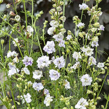 Načíst obrázek do prohlížeče Galerie, Ostrožka stračka - "Smokey Eyes"