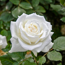 Načíst obrázek do prohlížeče Galerie, Růže - "PAPA GIOVANNI PAOLO II®", sazenice 1ks