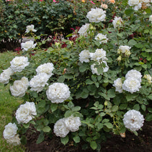 Načíst obrázek do prohlížeče Galerie, Růže - "PAPA GIOVANNI PAOLO II®", sazenice 1ks