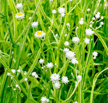 Načíst obrázek do prohlížeče Galerie, Slaměnka křídlatá (Pískožil) - Grandiflorum