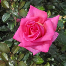 Načíst obrázek do prohlížeče Galerie, Růže - "PARFUM ROYAL®, nádoba 4l