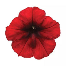 Načíst obrázek do prohlížeče Galerie, Petúnie - "F1 Easy Wave®", Red Velour