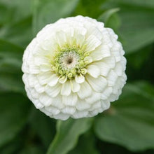 Načíst obrázek do prohlížeče Galerie, Ostálka (Cínie) lepá - "Oklahoma", White