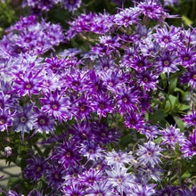 Načíst obrázek do prohlížeče Galerie, Plamenka Drummondova (Flox) - "F1 Popstars™ ", Blue