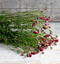 Načíst obrázek do prohlížeče Galerie, Krvavec toten (kominíček) - "Red Thunder"