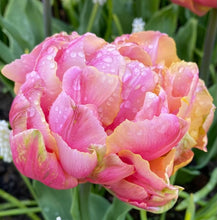 Načíst obrázek do prohlížeče Galerie, Tulipán - "Pink Star", 5ks nebo 10ks