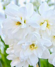 Načíst obrázek do prohlížeče Galerie, Narcis - "Poeticus", Albus Plenus, 5ks