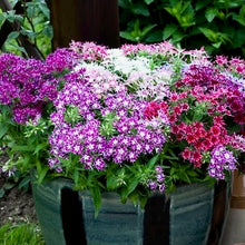 Načíst obrázek do prohlížeče Galerie, Plamenka Drummondova (Flox) - "F1 Popstars™, Deep Blue