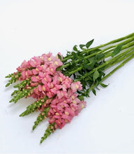 Načíst obrázek do prohlížeče Galerie, Hledík větší - "Potomac", Pink