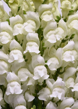 Načíst obrázek do prohlížeče Galerie, Hledík vetší - "Potomac", White