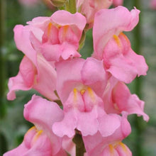 Načíst obrázek do prohlížeče Galerie, Hledík větší - "Potomac", Pink