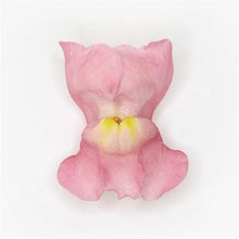 Načíst obrázek do prohlížeče Galerie, Hledík větší - "Potomac", Pink