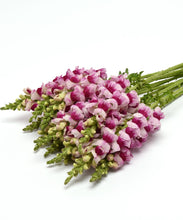 Načíst obrázek do prohlížeče Galerie, Hledík větší - "Potomac", Plumblossom