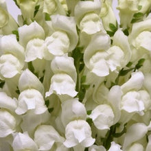 Načíst obrázek do prohlížeče Galerie, Hledík větší - "Potomac", White