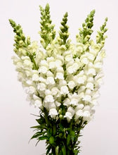 Načíst obrázek do prohlížeče Galerie, Hledík větší - "Potomac", White