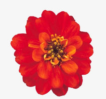 Načíst obrázek do prohlížeče Galerie, Ostálka (Cínie) lepá - "Profusion Double", Fire