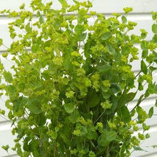 Načíst obrázek do prohlížeče Galerie, Prorostlík okrouhlolistý - "Green Gold"