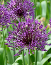 Načíst obrázek do prohlížeče Galerie, Okrasný česnek - "Purple Rain", 4ks