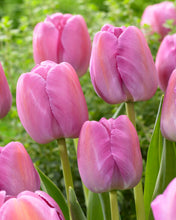 Načíst obrázek do prohlížeče Galerie, Tulipán - "Purple Pride", 5ks nebo 10ks