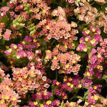 Načíst obrázek do prohlížeče Galerie, Statice (Limonka)- "QIS", Apricot