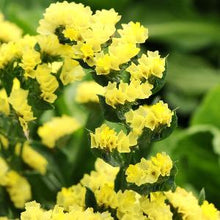 Načíst obrázek do prohlížeče Galerie, Statice (Limonka) chobotnatá - "QIS, Yellow"