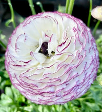 Načíst obrázek do prohlížeče Galerie, Pryskyřník - "Elegance®", Bianco Strato, 5ks