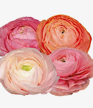 Načíst obrázek do prohlížeče Galerie, Pryskyřník - "Elegance® Pastello", mix pastelových barev, 10ks