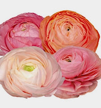 Načíst obrázek do prohlížeče Galerie, Pryskyřník - "Elegance® Pastello", mix pastelových barev, 10ks