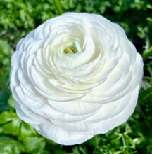 Načíst obrázek do prohlížeče Galerie, Pryskyřník -"Elegance®", Bianco, 10ks