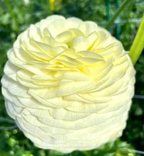 Načíst obrázek do prohlížeče Galerie, Pryskyřník - "Elegance®" - Crema, 10ks