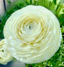 Načíst obrázek do prohlížeče Galerie, Pryskyřník - "Elegance®" - Crema, 10ks